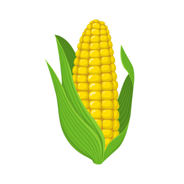 白い背景に分離された新鮮なコーンコブ。市場、レシピデザインのためのコーンアイコン。オーガニック食品です。漫画のスタイル。デザインのためのベクトルイラスト。 - corn on the cob corn corn crop white background点のイラスト素材／クリップアート素材／マンガ素材／アイコン素材