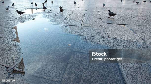 Piccioni - Fotografie stock e altre immagini di Acqua - Acqua, Animale, Autunno