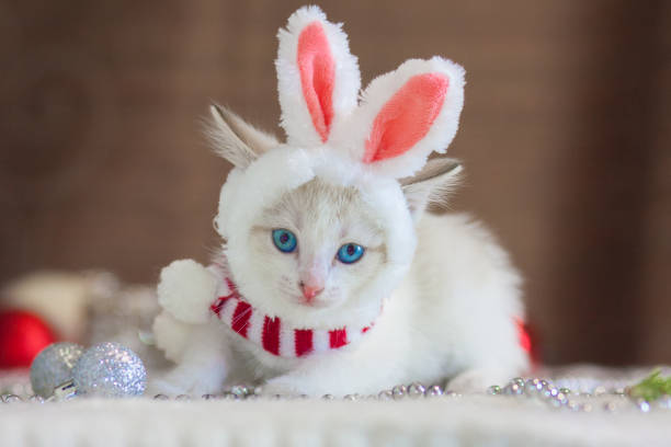 le chat dans les oreilles de lapin. un chaton dans un costume de lapin. - moored photos et images de collection