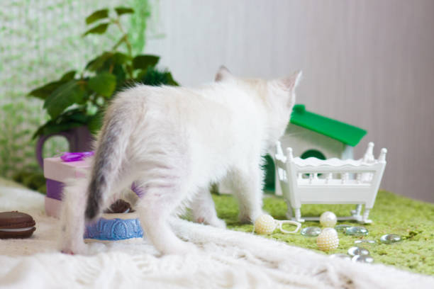 istock The concept of curiosity. A small kitten shows curiosity. 1150558655