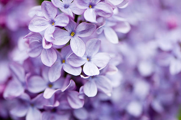 Lilac flowers stock photo