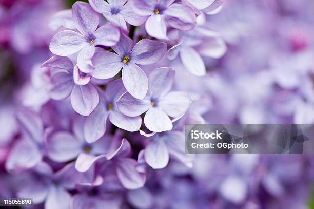 Lilac Flowers Stock Photo - Download Image Now - Flower, Purple, Lilac