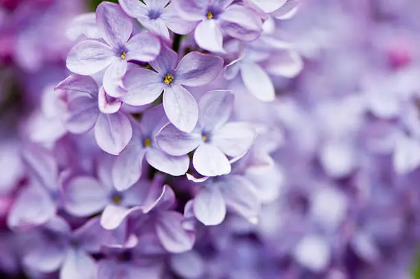 A cluster of lilac flowers.