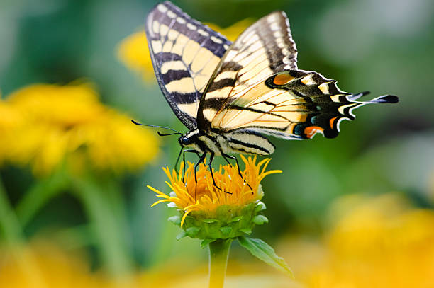 istock Tiger Swallowtail Butterfly sitting on a yellow flower 115055910