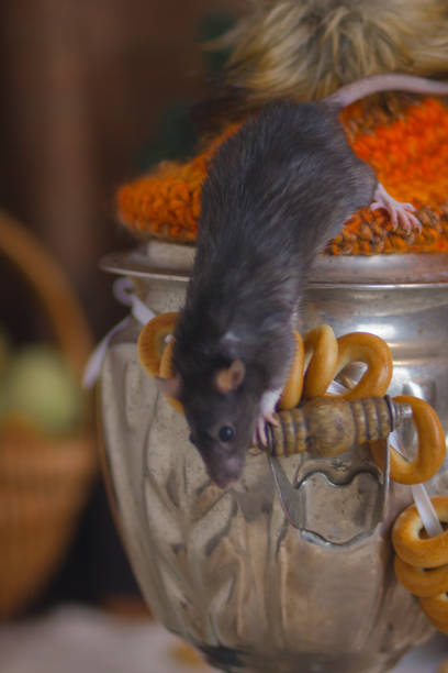 istock The concept of a mouse tea party. A rat crawls on a samovar. 1150559741