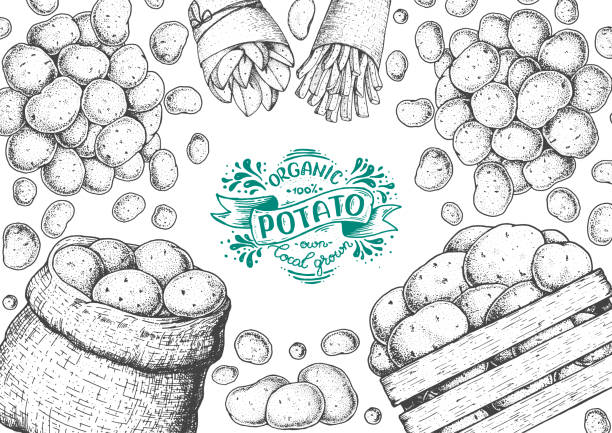 kartoffelvektor-illustration. schachtel und beutel kartoffeln. pommes frites, rustikale kartoffeln und pommes handgezogene kartoffeln. graviert stil rahmen. - french fries fast food french fries raw raw potato stock-grafiken, -clipart, -cartoons und -symbole