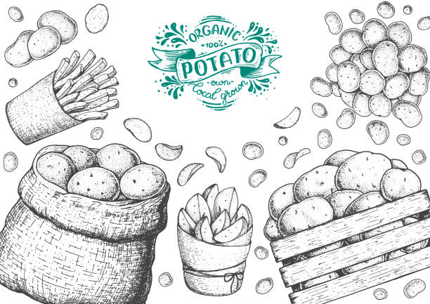 kartoffelvektor-illustration. schachtel und beutel kartoffeln. pommes frites, rustikale kartoffeln und pommes handgezogene kartoffeln. graviert stil rahmen. - french fries fast food french fries raw raw potato stock-grafiken, -clipart, -cartoons und -symbole