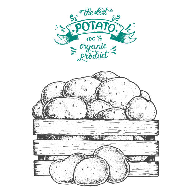 illustrations, cliparts, dessins animés et icônes de illustration de vecteur de pomme de terre. boîte de pommes de terre dessinées à la main. style gravé. - raw potato organic rustic bag