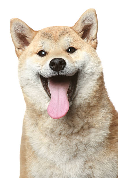 istock Smiling Shiba inu dog 115056000