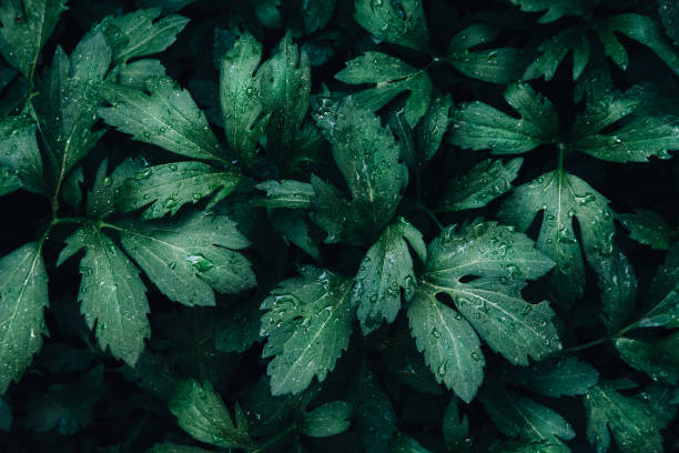 istock Bright green leaves top view minimalistic background 1150560127