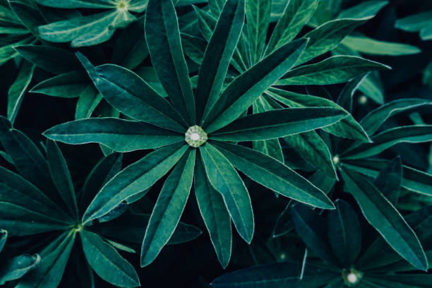 istock Bright green leaves top view minimalistic background 1150560137