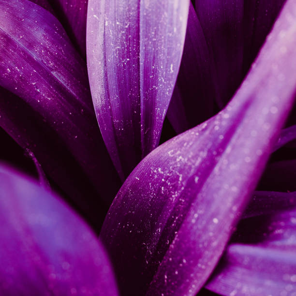 Bright proton purple leaves top view minimalistic background. Foliage plant, flower indigo petals texture. Houseplant branches close up backdrop concept. Web banner, poster, postcard idea