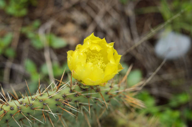 istock little yellow flower in prickly pear 1150562073