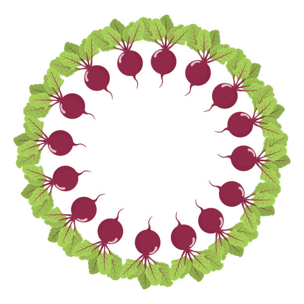 ilustraciones, imágenes clip art, dibujos animados e iconos de stock de guirnalda de remolacha. verduras frescas. comida orgánica. ilustración vectorial sobre fondo blanco. - beet common beet isolated red