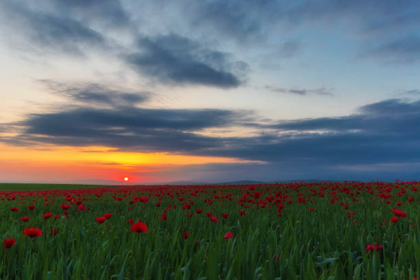 spring flowering poppies on the field - ismaili imagens e fotografias de stock