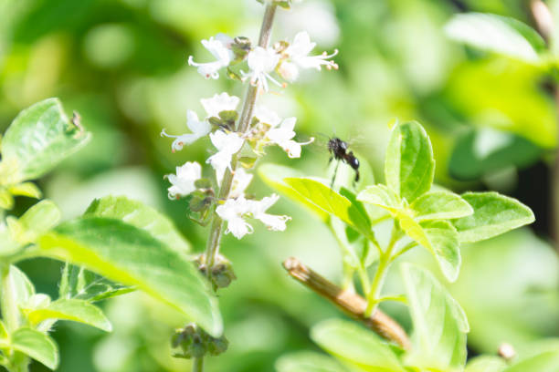 istock a brazilian native bee at basilicum flower 1150563460