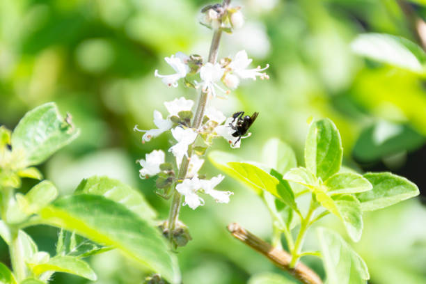 istock a brazilian native bee at basilicum flower 1150563533