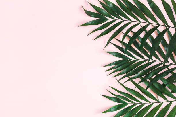 istock Summer composition. Tropical palm leaves on pastel pink background. Summer concept. Flat lay, top view, copy space 1150563693