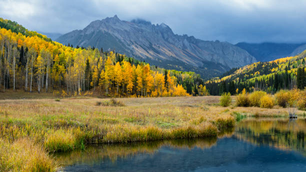 Early Morning Autumn Aspen along Ridgway Colorado County Road 9 Early Morning Autumn Aspen along Ridgway Colorado County Road 9 ridgway stock pictures, royalty-free photos & images