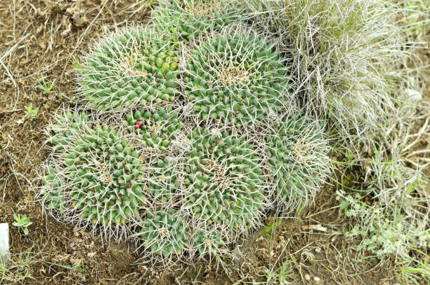 istock wild succulent plant in the mount 1150565569