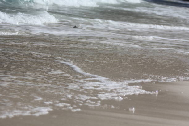 istock tropical island beach sun sand 1150565703
