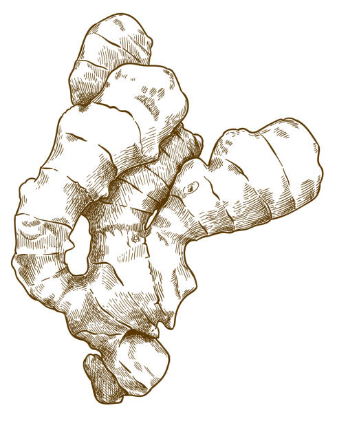 engraving illustration of ginger root Vector antique engraving drawing illustration of ginger root isolated on white background home fragrance stock illustrations