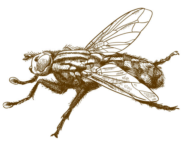 ilustrações de stock, clip art, desenhos animados e ícones de engraving illustration of fly insec - horse fly