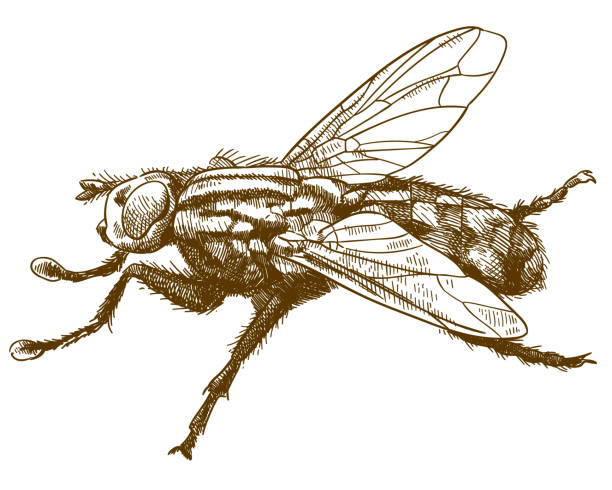 engraving illustration of fly insec Vector antique engraving drawing illustration of fly insect isolated on white background hoverfly stock illustrations