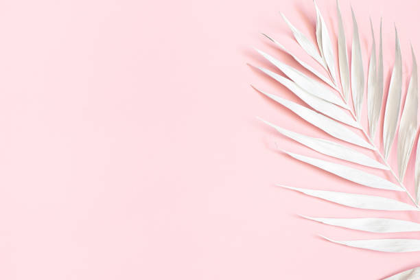 istock Summer composition. White tropical palm leaf on pink background. Summer concept. Flat lay, top view, copy space 1150565967