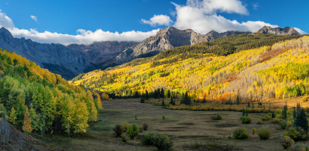 Early Morning Autumn Aspen along Ridgway Colorado County Road 7 Early Morning Autumn Aspen along Ridgway Colorado County Road 7 ridgeway stock pictures, royalty-free photos & images