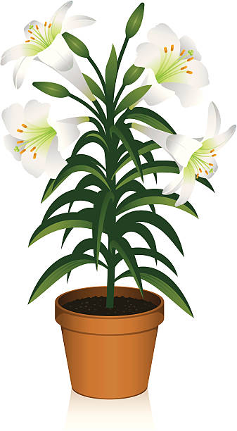 ilustraciones, imágenes clip art, dibujos animados e iconos de stock de lirio de pascua - easter lily lily white backgrounds