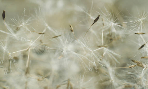 istock Fluffy faded fragile field dandelion 1150567234