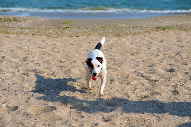 istock Jack russell terrier dog run on sand on beach. Spring time 1150567408