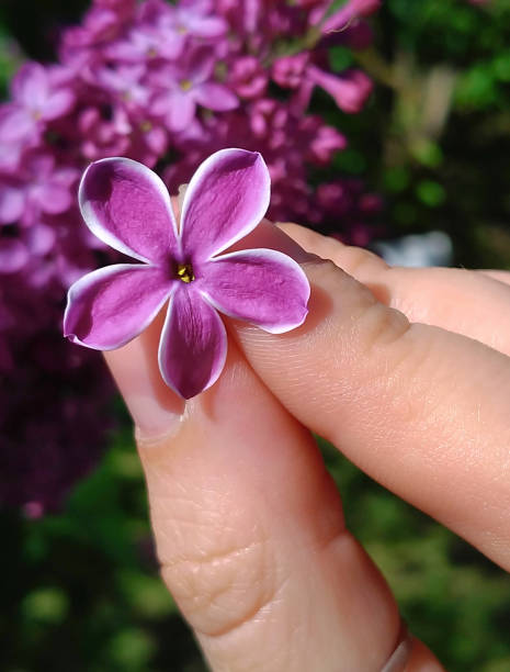 istock Syringa, lilac, flower with five petals for good luck 1150568183