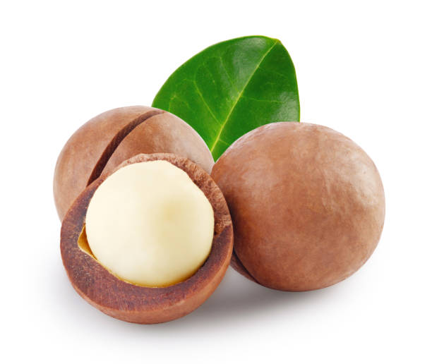 istock Whole and open australian macadamia nut with green leaf 1150568389