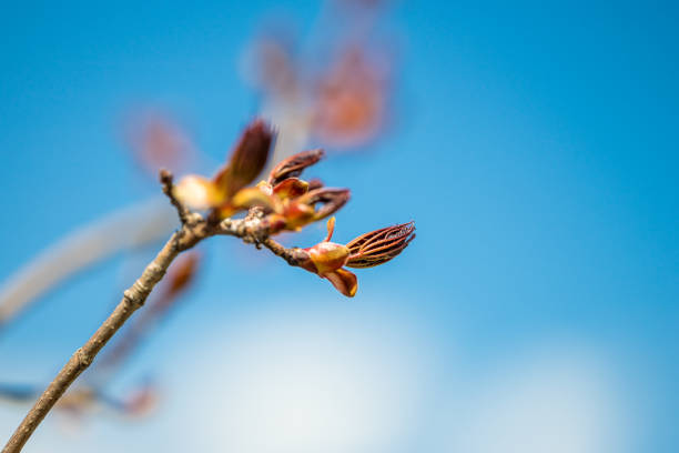 Blossoming buds on branch of the red maple tree in spring on blue blurred sky