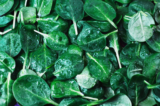 istock Background texture vegetable spinach leaves with dew water drops 1150568472