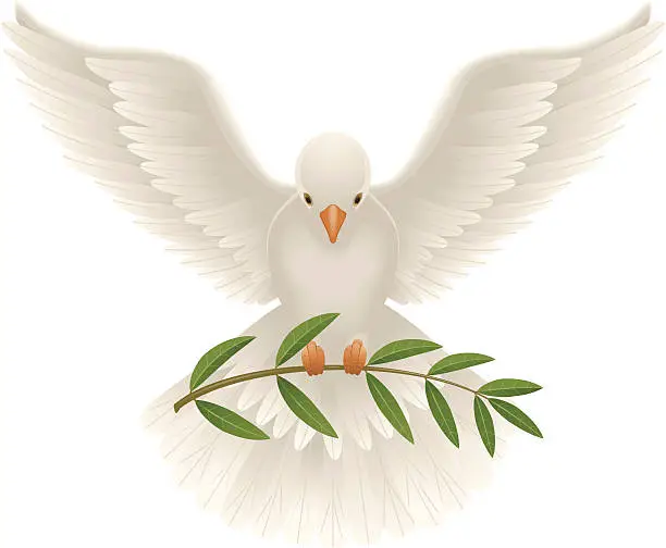 Vector illustration of Dove with olive branch