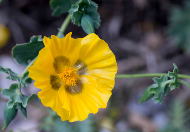 istock Yellow Hornpoppy, Glaucium flavum 1150568874