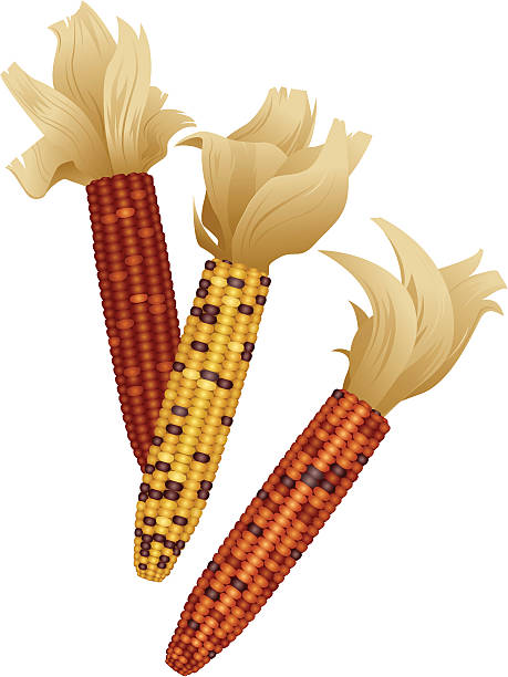 ilustrações, clipart, desenhos animados e ícones de milho indiano - indian corn