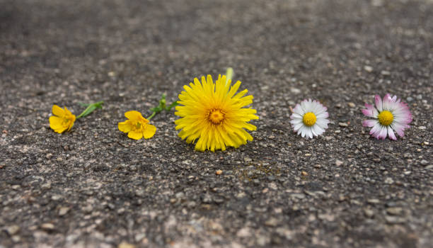 istock Five fresh spring flowers lined up on the ground 1150569711