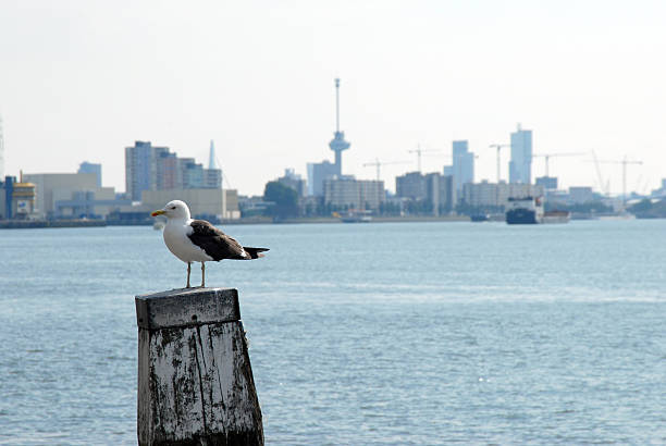 seagull on a harbour pole in Rotterdam. rotterdam skyline focus on the bird, skyline out of focus. in the backdrop the euromast build in the fifties fo a centennial flowershow in the city