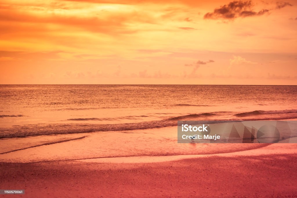 Bird at Golden Hour Beach - Serenity Golden Hour Beach with Bird. Tropical seaside at sunset. Anna Maria Island, Florida. Bradenton Beach Beach Stock Photo