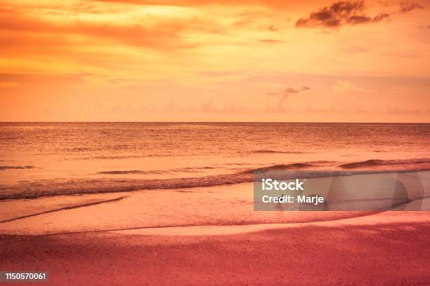 Bird At Golden Hour Beach Serenity Stock Photo - Download Image Now - Beach, Golden Hour, Animal Wildlife