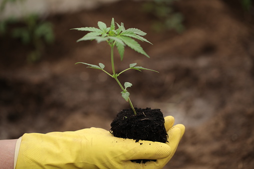 farmer yellow gloves holds a cannabis sprout before planting