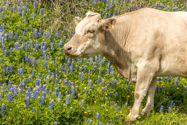 istock Cow in Texas grazing on a meadow with blue bonnets 1150571019