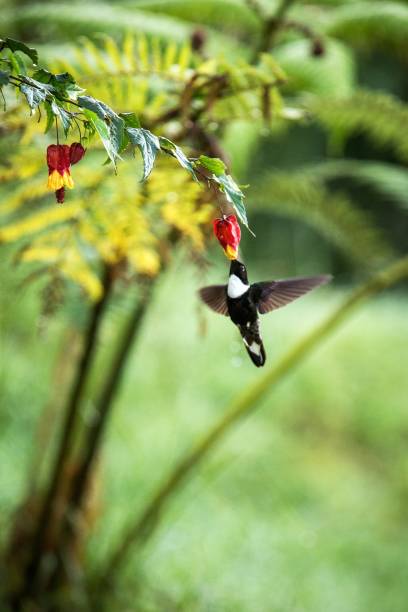Colared inca howering next to yellow and orange flower, Colombia hummingbird with outstretched wings,hummingbird sucking nectar from blossom,animal in its environment, bird in flight,garden stock photo