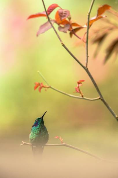 Green violet-ear sitting on branch, hummingbird from tropical forest,Peru,bird perching,tiny bird resting in rainforest,clear colorful background,nature,wildlife, exotic adventure trip stock photo