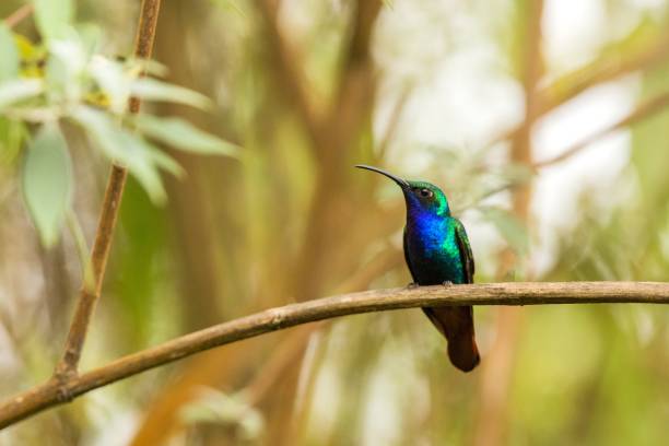 Endemic Santa Marta sabrewing sitting on branch,hummingbird from tropical forest,Colombia,bird perching,tiny bird resting in rainforest,clear colorful background,nature,wildlife, exotic adventure trip stock photo