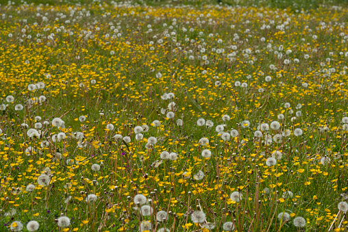 Dandelion clock heads and Feild Buttercup Summer Meadow